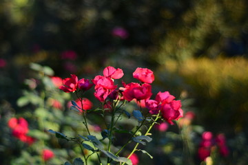 flowers in the garden