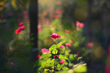 red flowers in the garden