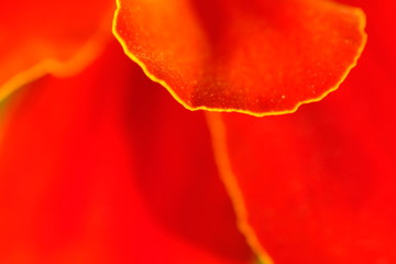 marigold flower closeup