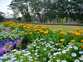 Obraz premium 春の花が咲き乱れる公園の情景