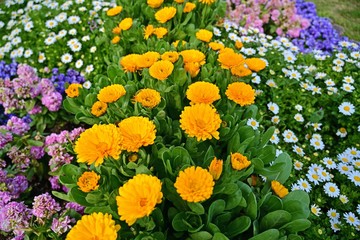 Obraz premium 春の花が咲き乱れる公園の情景