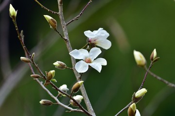 山里に咲き始めたコブシの花