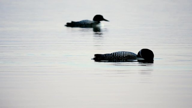 Common Loon, gavia immer, Minnesota State Bird swimming and looking under the surface of a lake in Bemidji then diving in this closeup clip.