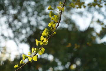 branch of willow