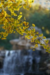 autumn leaves on tree
