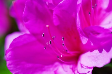 つつじの花が満開の春の風景