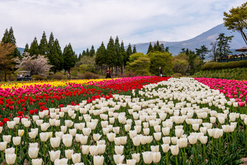 久住高原のチューリップ