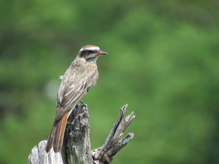 woodpecker on tree