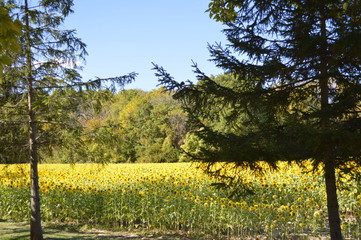 fieldofdunflowerslndscp