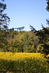 fieldofsunflowers