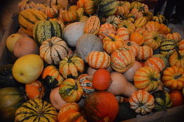 gourdsncolors