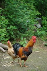 rooster on a farm