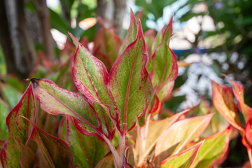 Aglaonema or Chinese Evergreen plant with sunlight on blur nature background.