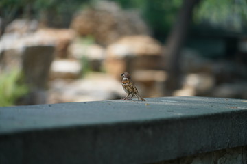 tit on feeder