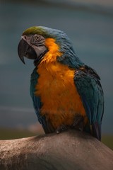 blue and yellow macaw