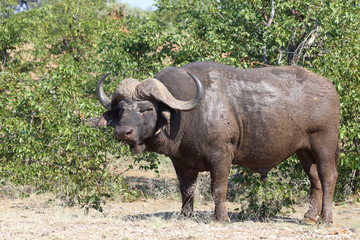 Obraz premium Kaffernbüffel / Buffalo / Syncerus caffer