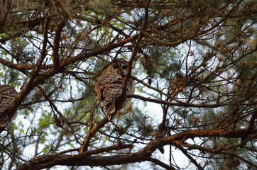 Fototapeta na wymiar barred owl looking through branches
