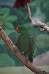 parrot on a branch