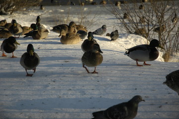 ducks in winter