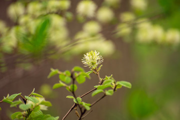 White Fothergilla flowers in the forest in the Spring