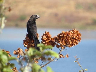 bird of prey