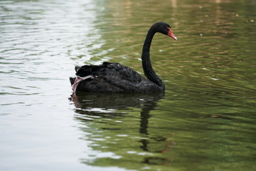 Obraz premium swan on lake