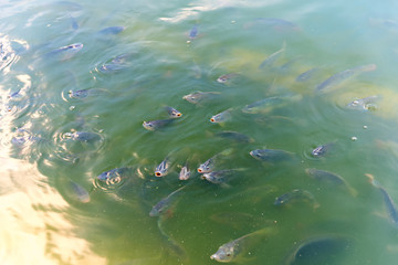 Fish in the lake, sunset 