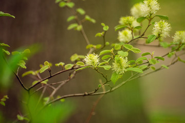 White Fothergilla flowers in the forest in the Spring