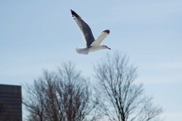 A beautiful flying seagull in the blue sky
