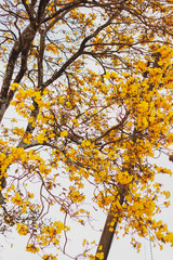 arvore de ipê amarelo