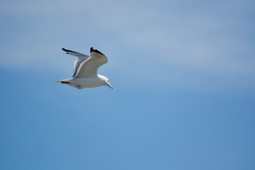Fototapeta na wymiar A beautiful flying seagull in the blue sky