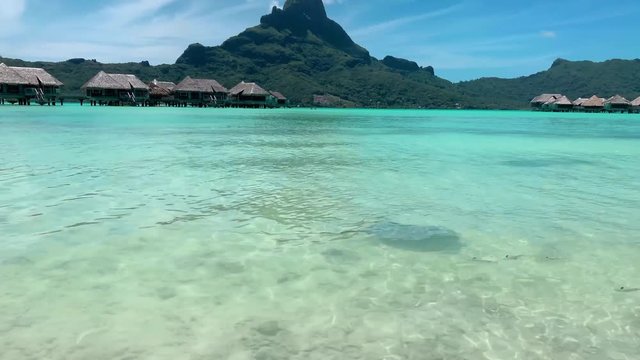 Pan Up: Rays Swimming In Gorgeous Blue Water With Mountains In The Background in Bora Bora, French Polynesia