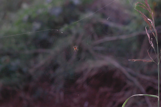 insetos besouros e aranhas em sua teia