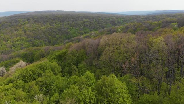 Aerial View to Codri woods