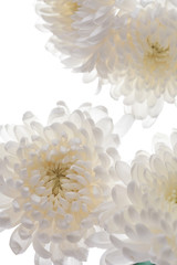 Beautiful blooming chrysanthemums