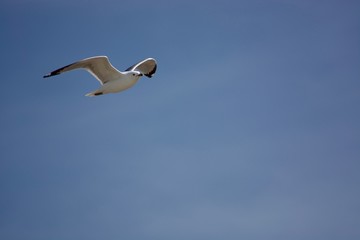 A beautiful flying seagull in the blue sky