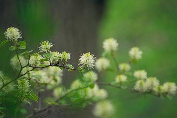 White Fothergilla flowers in the forest in the Spring