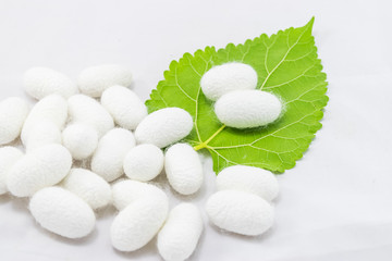 white silk cocoon