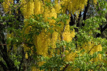 Golden shower flower tree, Cassia fistula in summer