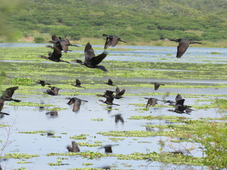 flock of canadian geese