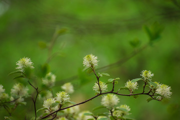 White Fothergilla flowers in the forest in the Spring