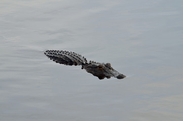 alligator profile facing to the right
