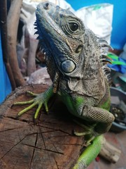 Iguana toma baños de sol