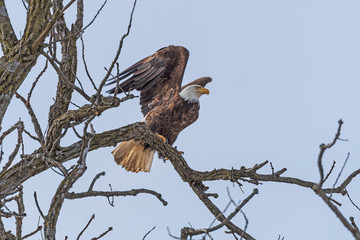 Bald Eagle Starting to Take off