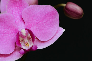 Macro photo of PHALAENOPSIS pink orchid with a black background