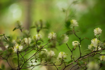 White Fothergilla flowers in the forest in the Spring