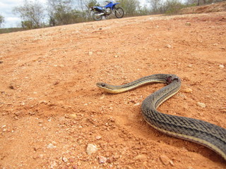 snake in desert