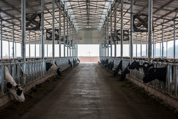 A feeding Gallery in a cattle farm for feeding cattle. October 19, 2016, Luannan County, Tangshan City, Hebei Province, China.