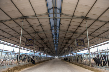 A feeding Gallery in a cattle farm for feeding cattle. October 19, 2016, Luannan County, Tangshan City, Hebei Province, China.
