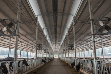 Fototapeta premium A feeding Gallery in a cattle farm for feeding cattle. October 19, 2016, Luannan County, Tangshan City, Hebei Province, China.
